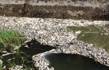 Lamezia, centinaia di pesci trovati morti in canale area industriale ex sir