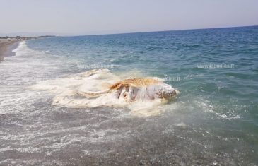 Lamezia, carcassa di un grosso animale in mare alla Marinella: allertata la Guardia costiera